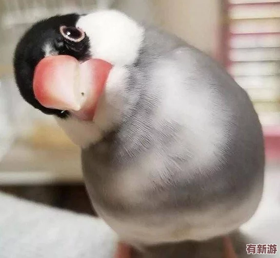 咕啾文鳥戀愛物語：高效進階秘籍-新手速通成長與升級全攻略