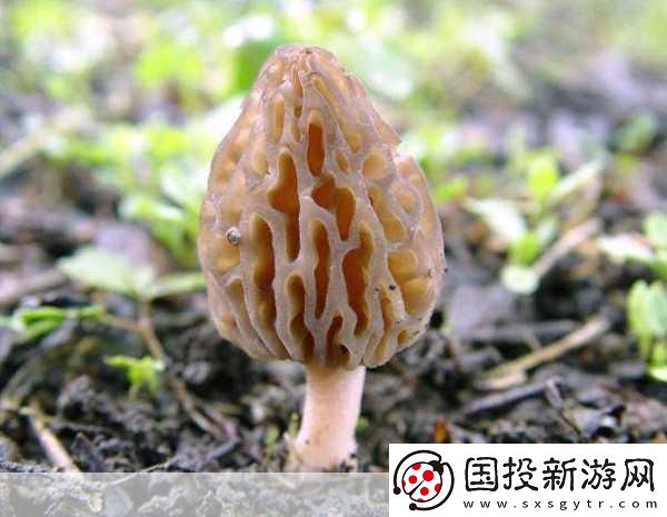 老牛嫩草一二三產(chǎn)品區(qū)別蘑菇視頻